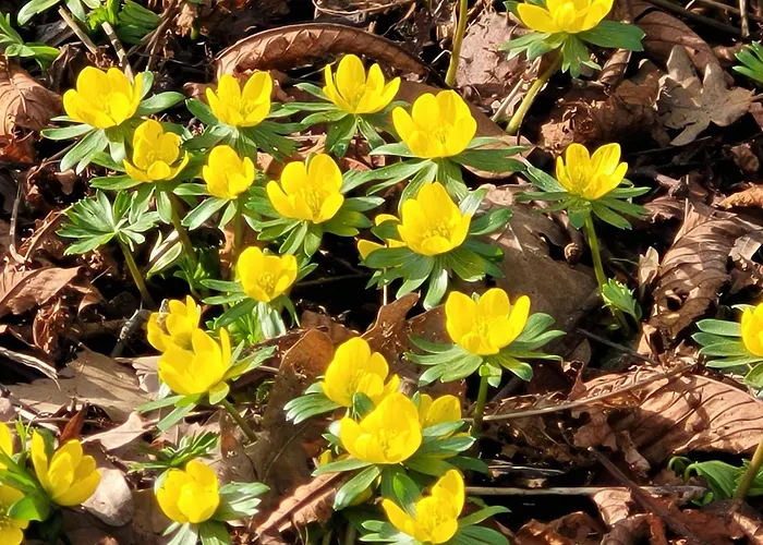 Blick In Den Garten