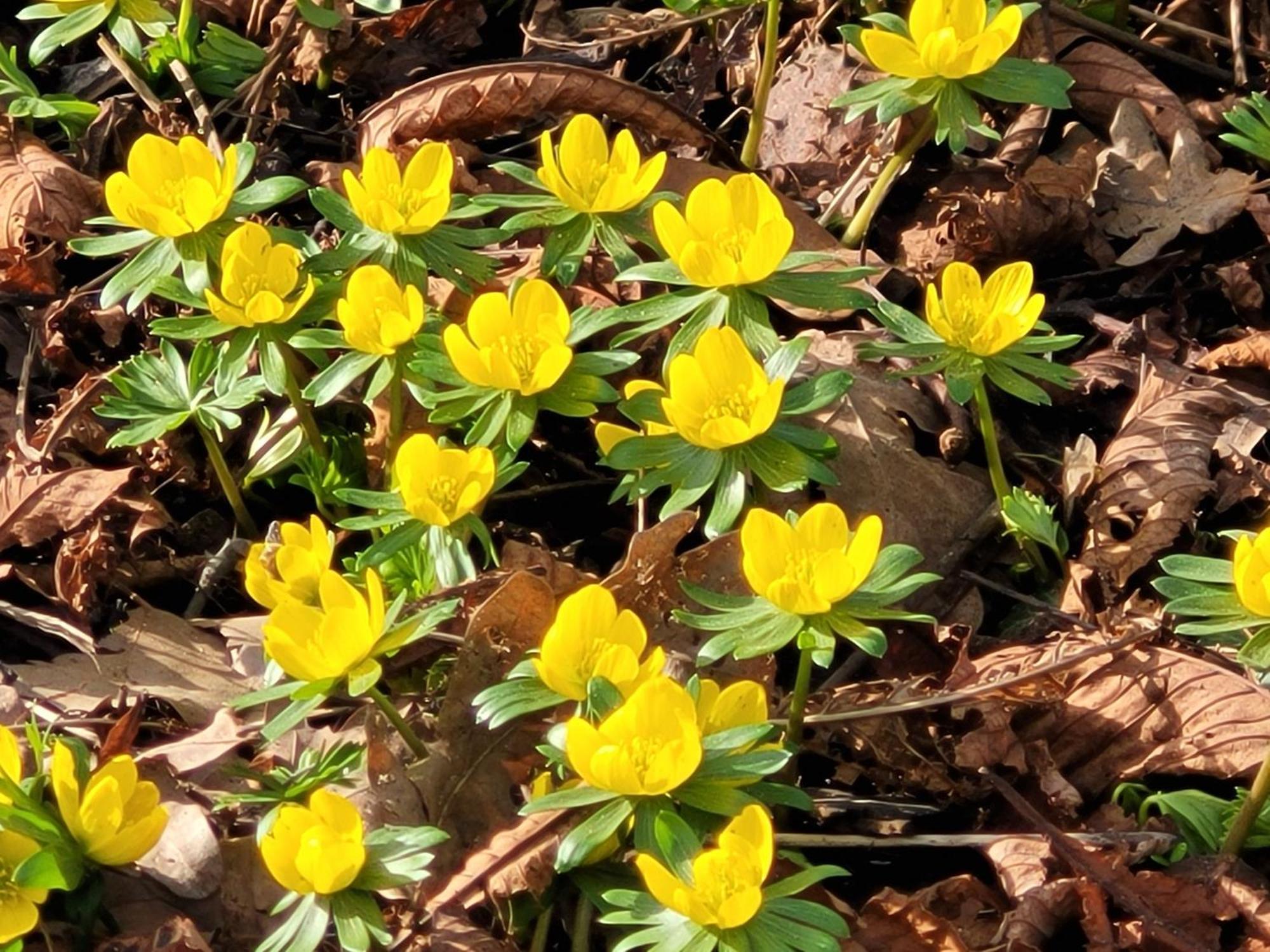 Blick In Den Garten *