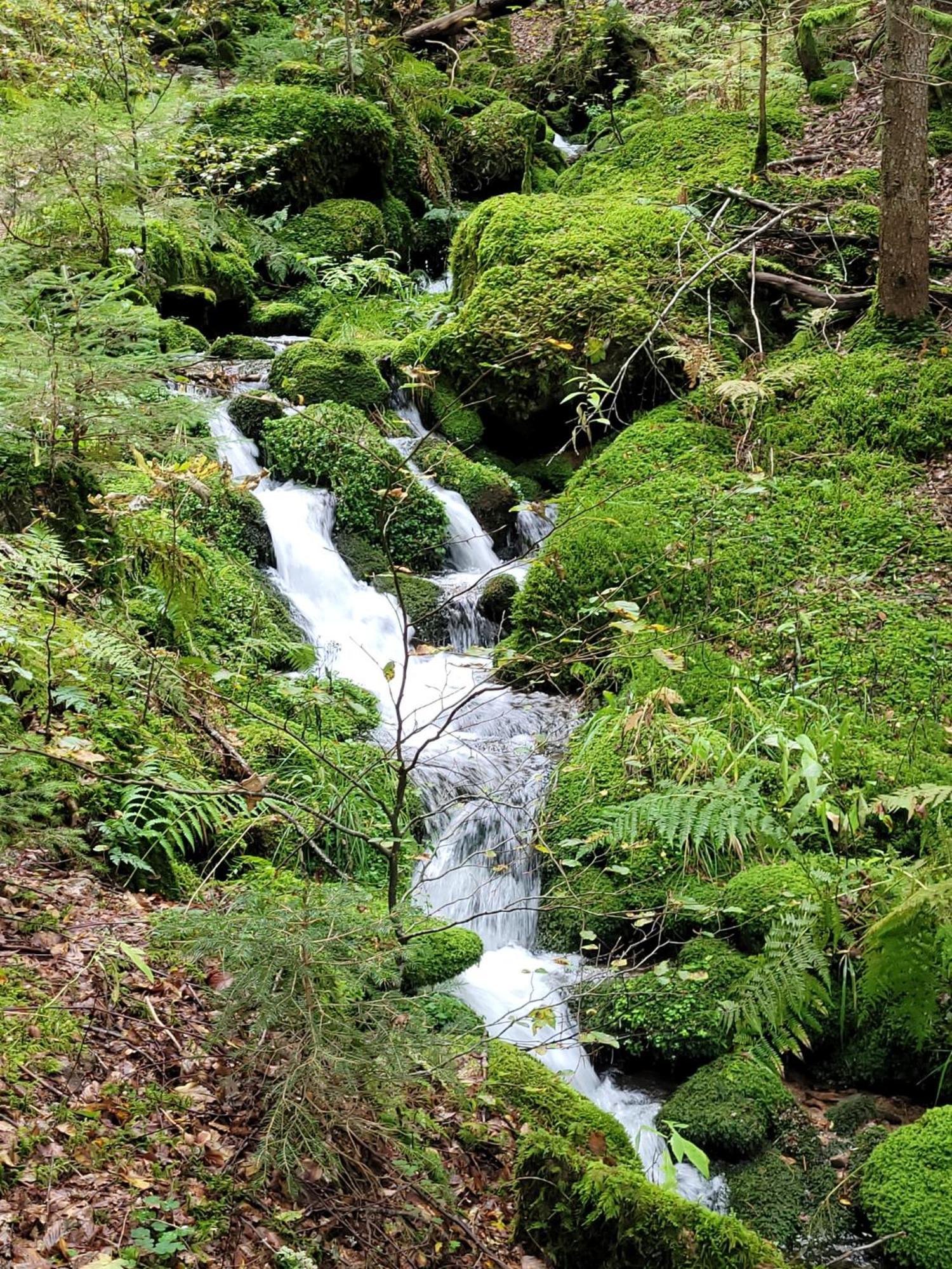 Blick In Den Garten Holzschlag